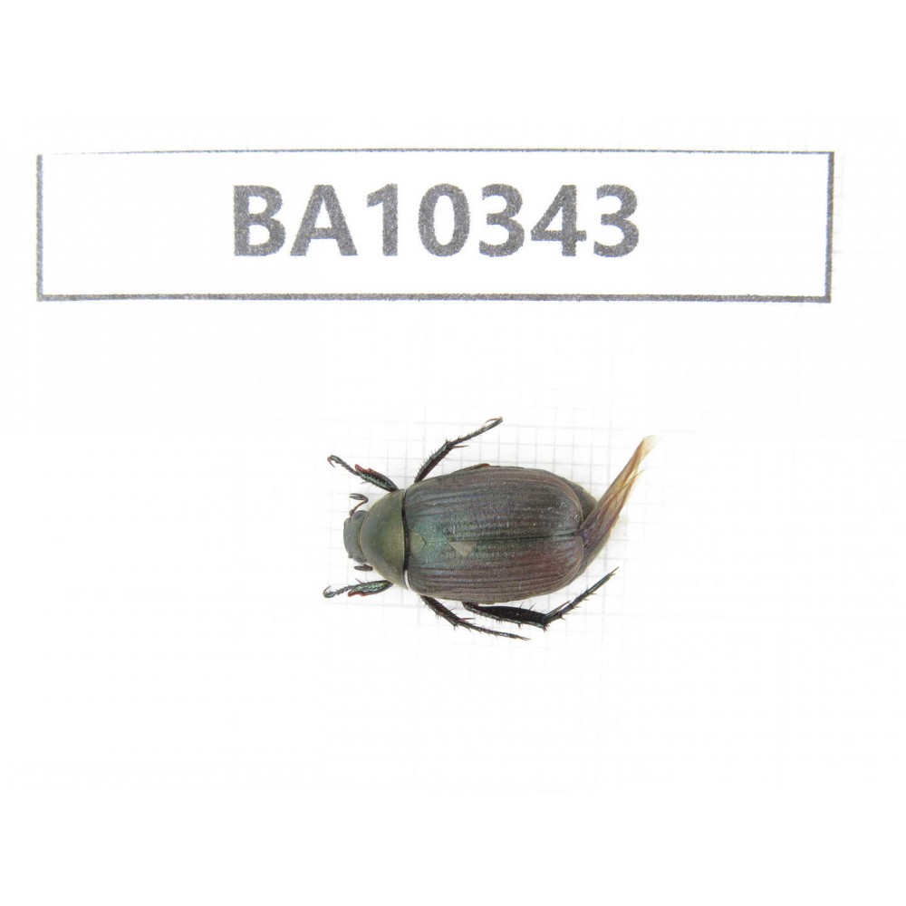 Rutelidae sp. China, Yunnan, Nujiang, Lushui county. 1Pcs. BA10343.