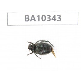 Rutelidae sp. China, Yunnan, Nujiang, Lushui county. 1Pcs. BA10343.