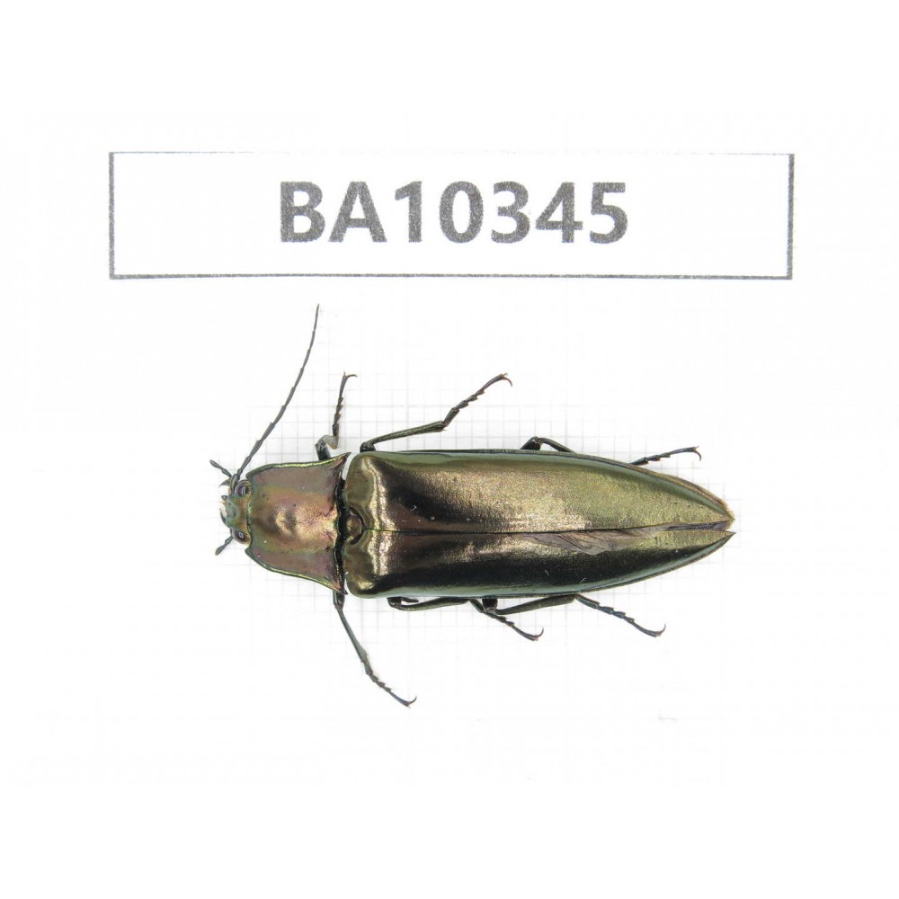 Elateridae sp. China,  Yunnan, Nujiang, Lushui county. 1Pcs. BA10345.