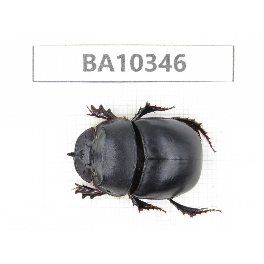 Geotrupidae sp. China,  Yunnan, Nujiang, Lushui county. 1Pcs. BA10346.