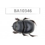 Geotrupidae sp. China,  Yunnan, Nujiang, Lushui county. 1Pcs. BA10346.
