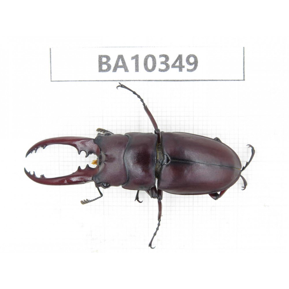 Prosopocoilus sp. China, Yunnan, Nujiang, Lushui county. 1M. BA10349.