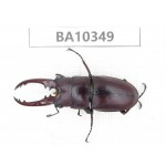 Prosopocoilus sp. China, Yunnan, Nujiang, Lushui county. 1M. BA10349.