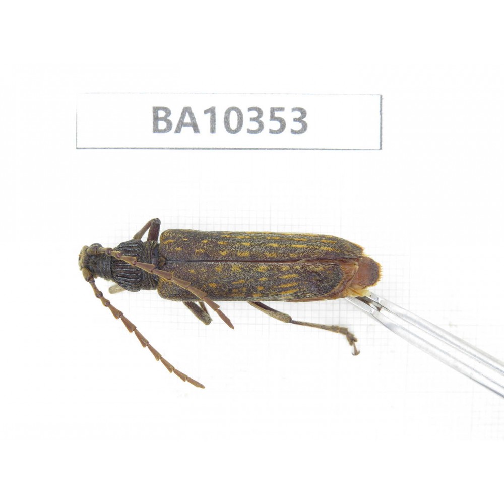 Cerambycidae sp. China, Yunnan, Honghe, Jinping county. 1Pcs. BA10353.