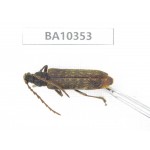 Cerambycidae sp. China, Yunnan, Honghe, Jinping county. 1Pcs. BA10353.