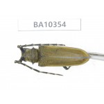 Cerambycidae sp. China, Yunnan, Honghe, Jinping county. 1Pcs. BA10354.