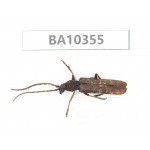 Cerambycidae sp. China, Yunnan, Honghe, Jinping county. 1Pcs. BA10355.
