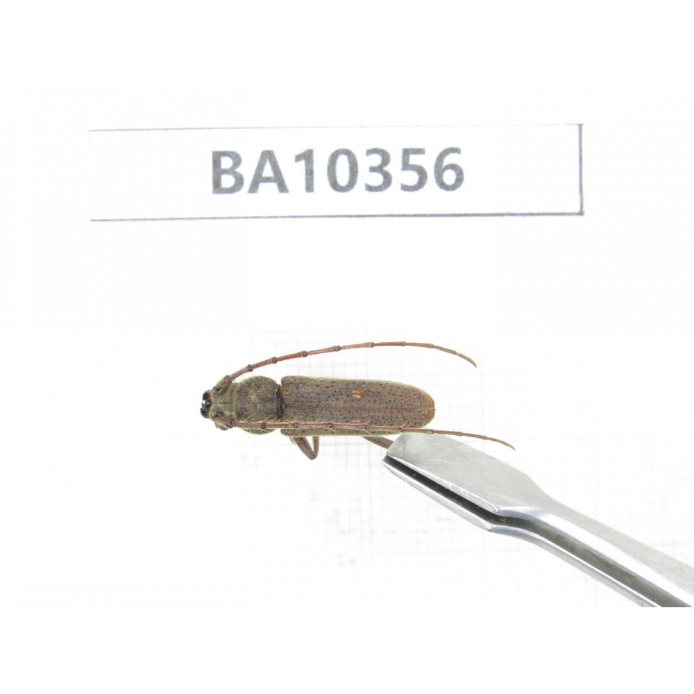 Cerambycidae sp. China, Yunnan, Honghe, Jinping county. 1Pcs. BA10356.