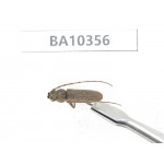 Cerambycidae sp. China, Yunnan, Honghe, Jinping county. 1Pcs. BA10356.