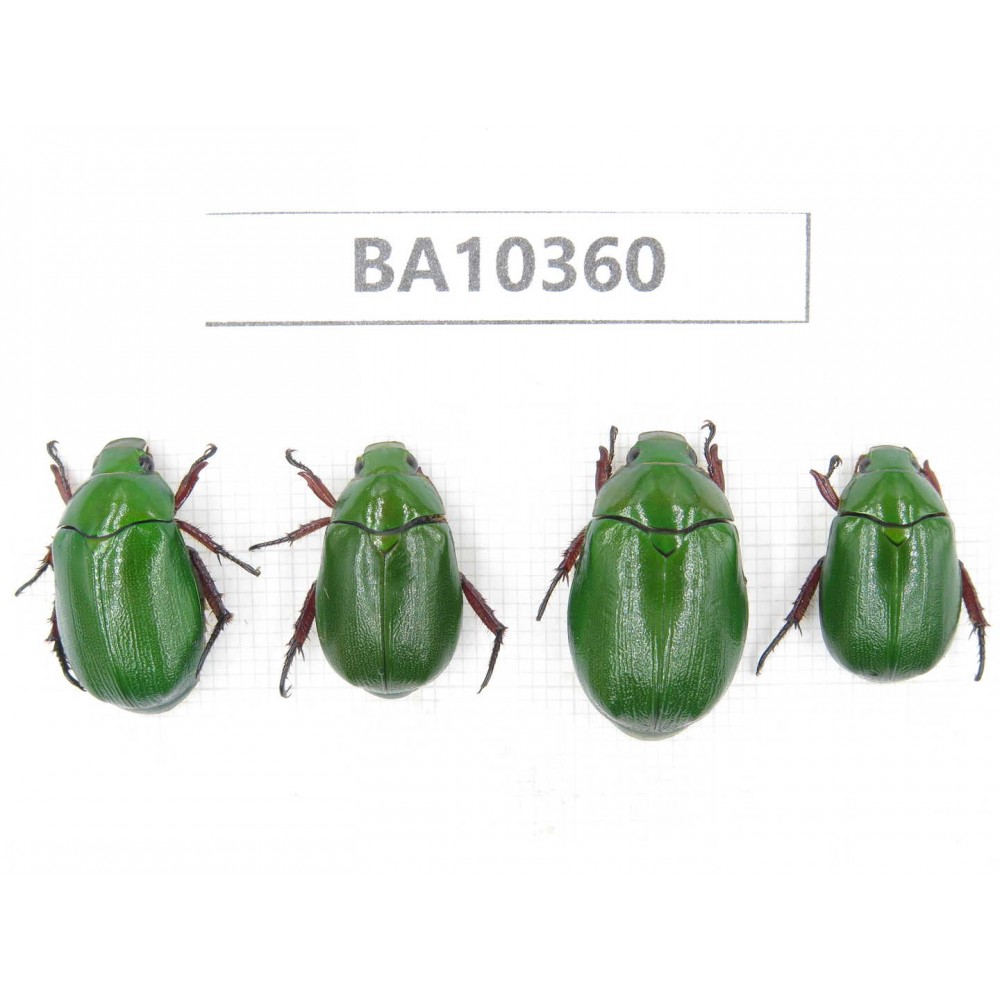 Rutelidae sp. China, Yunnan, Dali, Yunlong county. 4Pcs. BA10360.