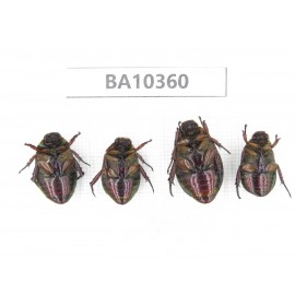 Rutelidae sp. China, Yunnan, Dali, Yunlong county. 4Pcs. BA10360.