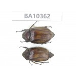 Melolonthidae sp. China, Yunnan, Dali, Yunlong county. 2Pcs. BA10362.