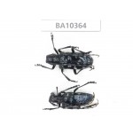 Cerambycidae sp. China, Yunnan, Dali, Yunlong county. 2Pcs. BA10364.