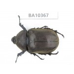 Trypoxylus dichotomus ssp. China, Guangxi, Guilin, Longsheng county. 1F. BA10367.