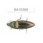 Elateridae sp. China, Guangxi, Guilin, Longsheng county. 1Pcs. BA10368.