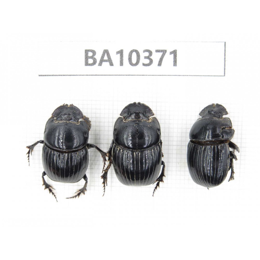Geotrupidae sp. China,  Guangxi, Baise, Pingguo county. 3Pcs. BA10371.