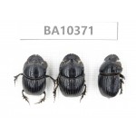 Geotrupidae sp. China,  Guangxi, Baise, Pingguo county. 3Pcs. BA10371.