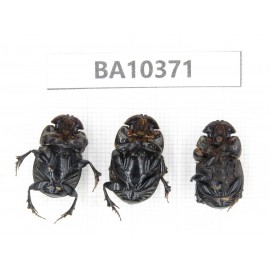 Geotrupidae sp. China,  Guangxi, Baise, Pingguo county. 3Pcs. BA10371.