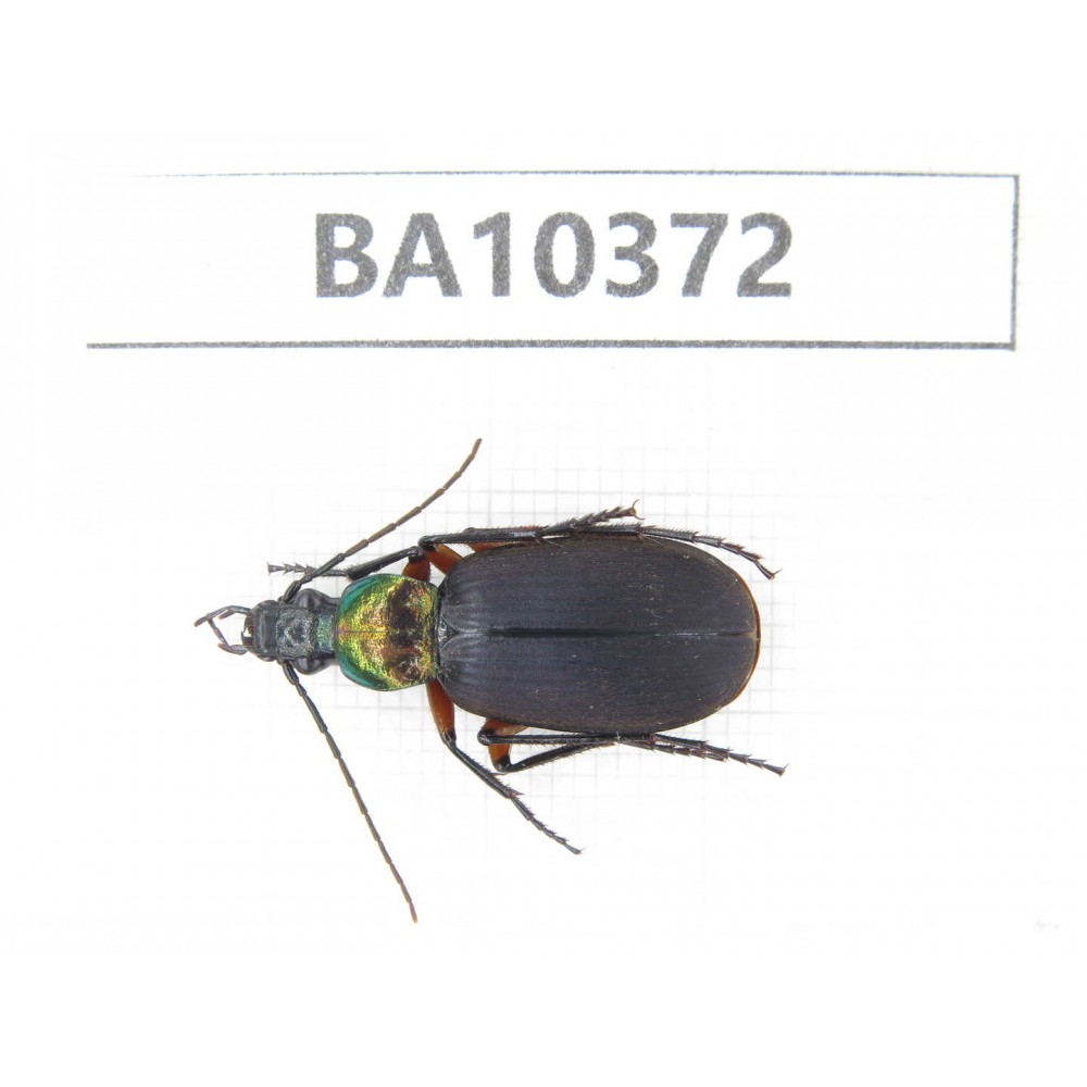 Carabidae sp. China,  Guangxi, Baise, Pingguo county. 1Pcs. BA10372.