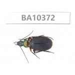 Carabidae sp. China,  Guangxi, Baise, Pingguo county. 1Pcs. BA10372.