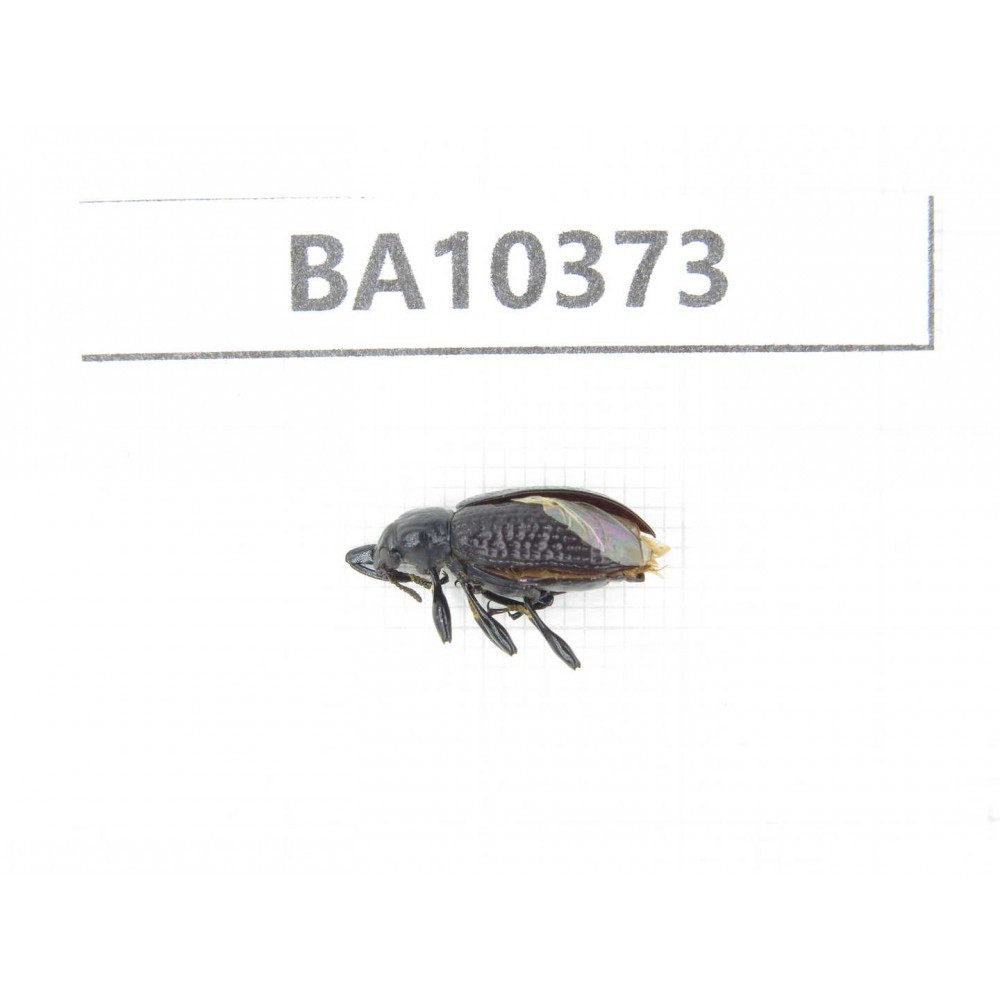 Curculionidae sp. China,  Guangxi, Baise, Pingguo county. 1Pcs. BA10373.