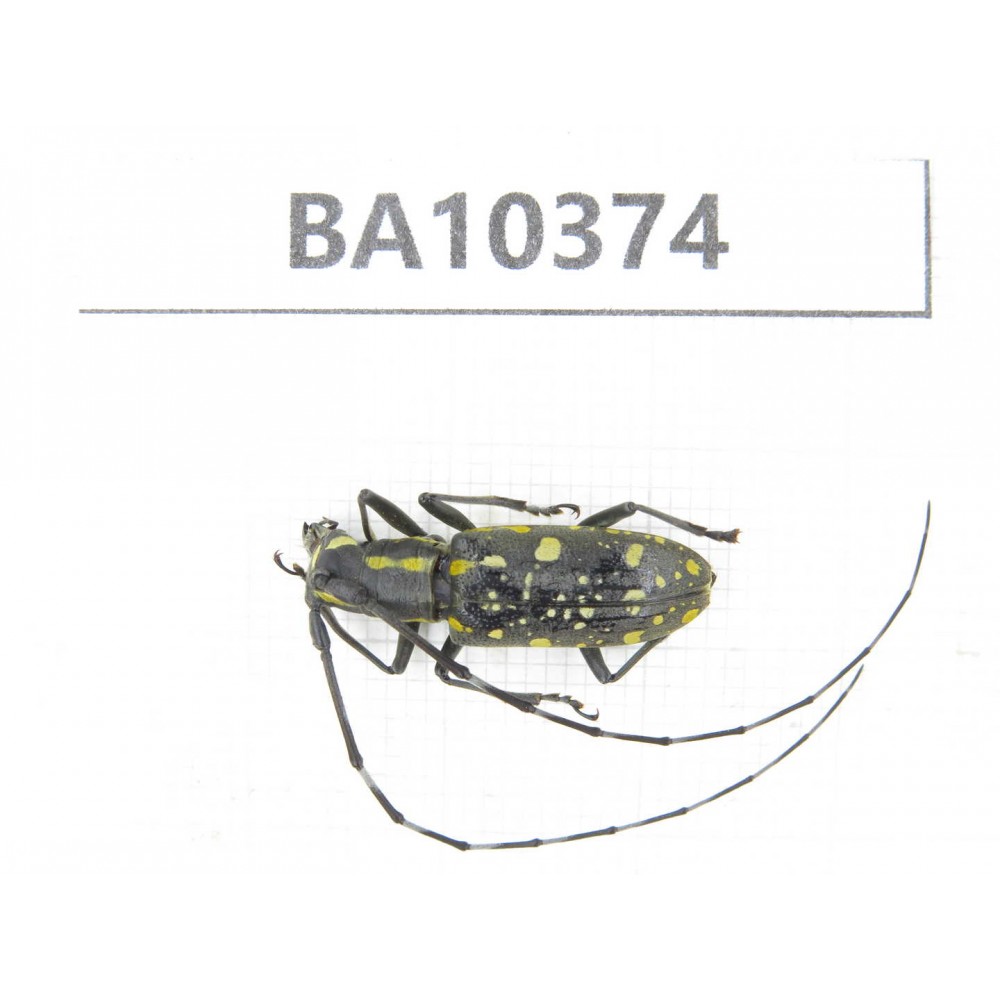 Cerambycidae sp. China, Guangxi, Baise, Pingguo county. 1Pcs. BA10374.
