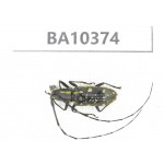 Cerambycidae sp. China, Guangxi, Baise, Pingguo county. 1Pcs. BA10374.