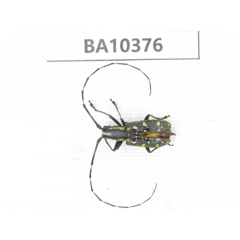 Cerambycidae sp. China, Guangxi, Baise, Pingguo county. 1Pcs. BA10376.