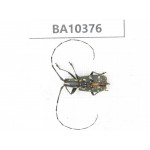 Cerambycidae sp. China, Guangxi, Baise, Pingguo county. 1Pcs. BA10376.