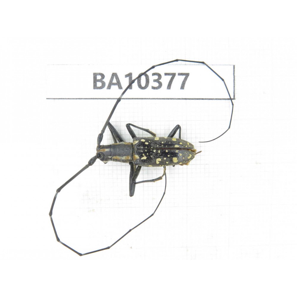 Cerambycidae sp. China, Guangxi, Baise, Pingguo county. 1Pcs. BA10377.