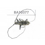Cerambycidae sp. China, Guangxi, Baise, Pingguo county. 1Pcs. BA10377.