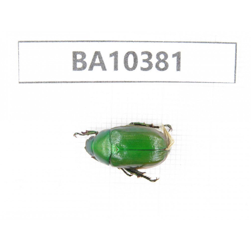Rutelidae sp. China, Guangxi, Guilin, Longsheng county. 1Pcs. BA10381.