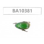 Rutelidae sp. China, Guangxi, Guilin, Longsheng county. 1Pcs. BA10381.