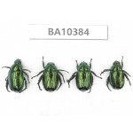 Rutelidae sp. China, Guangxi, Guilin, Longsheng county. 4Pcs. BA10384.