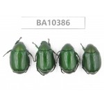Rutelidae sp. China, Guangxi, Guilin, Longsheng county. 4Pcs. BA10386.