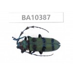 Cerambycidae sp. China, Guangxi, Guilin, Longsheng county.1Pcs. BA10387.