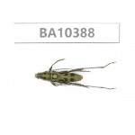 Cerambycidae sp. China, Guangxi, Guilin, Longsheng county.1Pcs. BA10388.