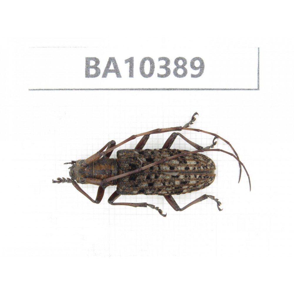 Cerambycidae sp. China, Guangxi, Guilin, Longsheng county.1Pcs. BA10389.