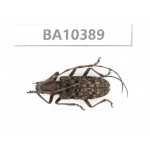 Cerambycidae sp. China, Guangxi, Guilin, Longsheng county.1Pcs. BA10389.