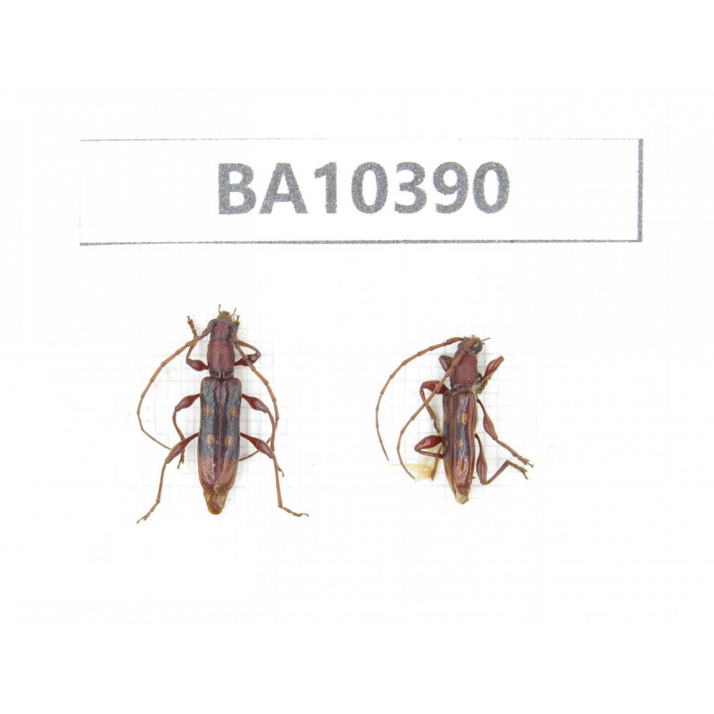 Cerambycidae sp. China, Guangxi, Guilin, Longsheng county.2Pcs. BA10390.
