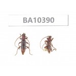 Cerambycidae sp. China, Guangxi, Guilin, Longsheng county.2Pcs. BA10390.