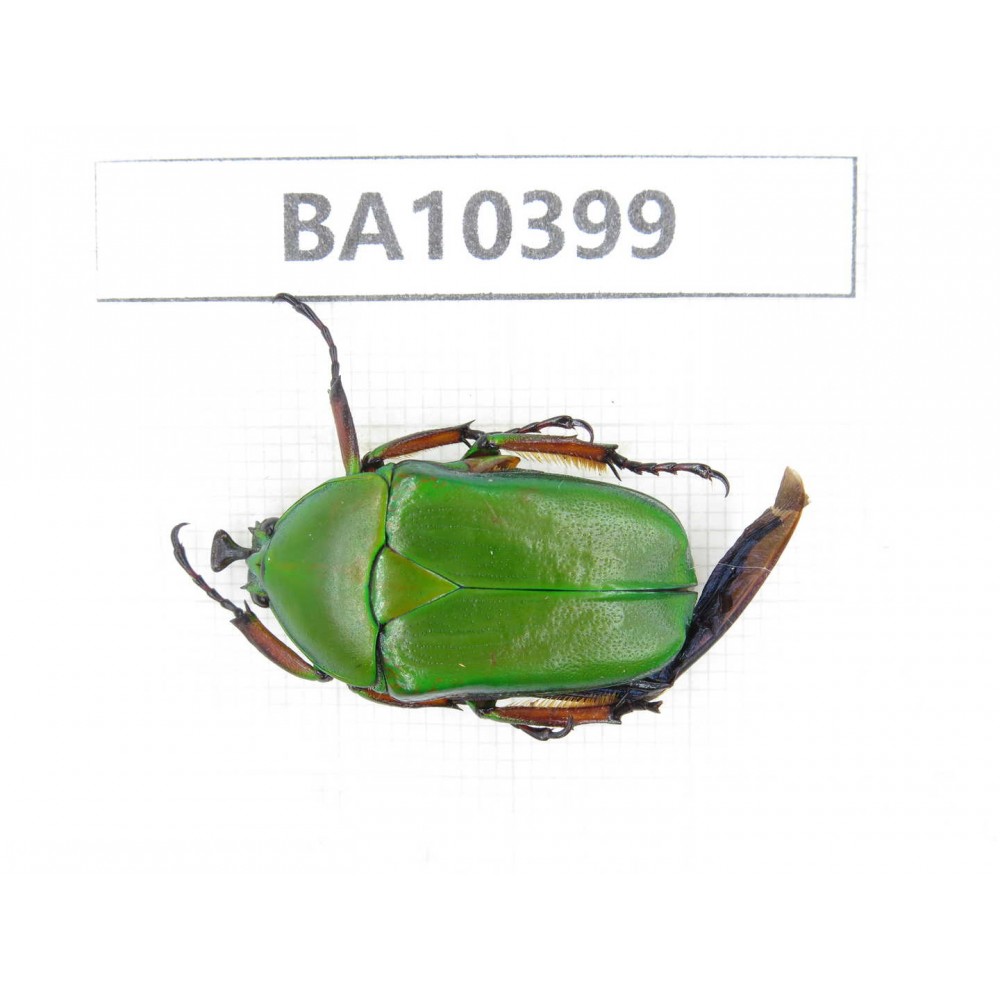 Cetoniidae sp. China, Gansu, Longchuan, Wenxian county. 1Pcs. BA10399.