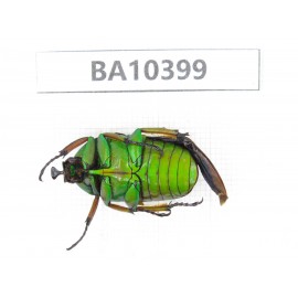 Cetoniidae sp. China, Gansu, Longchuan, Wenxian county. 1Pcs. BA10399.