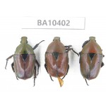 Cetoniidae sp. China, Gansu, Longchuan, Wenxian county. 3Pcs. BA10402.