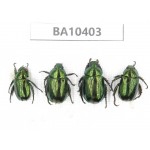 Rutelidae sp. China, Gansu, Longchuan, Wenxian county. 4Pcs. BA10403.