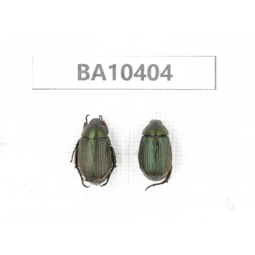 Rutelidae sp. China, Gansu, Longchuan, Wenxian county. 2Pcs. BA10404.