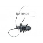 Cerambycidae sp. China, Gansu, Longchuan, Wenxian county. 1Pcs. BA10406.