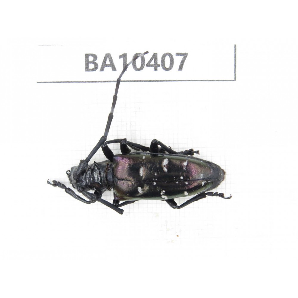 Cerambycidae sp. China, Gansu, Longchuan, Wenxian county. 1Pcs. BA10407.
