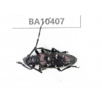Cerambycidae sp. China, Gansu, Longchuan, Wenxian county. 1Pcs. BA10407.