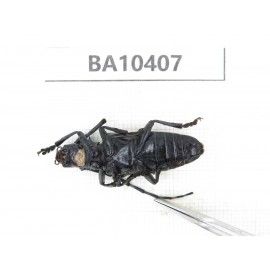 Cerambycidae sp. China, Gansu, Longchuan, Wenxian county. 1Pcs. BA10407.